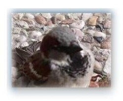 Spatz auf der häusl. Terrasse